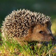 hedgehog